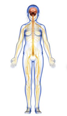 3D, genç bir kızın sinir sisteminin tıbben doğru bir çizimi.