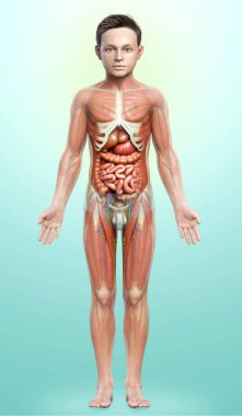 3D, tıbbi olarak erkek anatomisini doğruluyor.