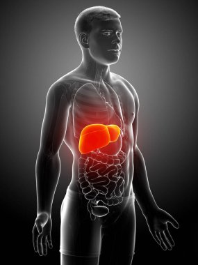 3 boyutlu, erkek karaciğer anatomisinin tıbben doğru çizimi