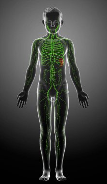 3D, genç bir çocuğun lenfatik sisteminin tıbben doğru bir çizimi.