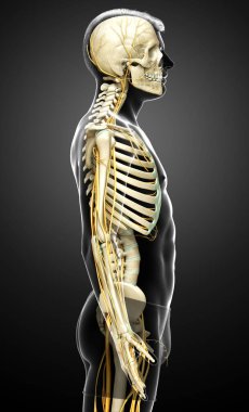 3D, sinir sistemi ve iskelet sisteminin tıbbi olarak doğru bir gösterimi.