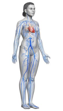3D, kadın damar anatomisini tıbben doğru gösteriyor.