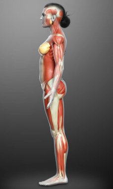 3D, kadın kas sisteminin tıbben doğru bir göstergesi.
