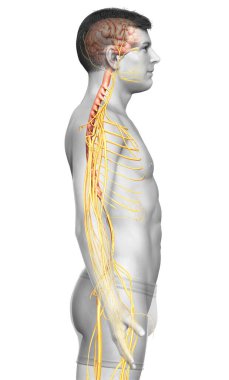 3D, bir erkek sinir sisteminin tıbbi olarak doğru bir gösterimi.