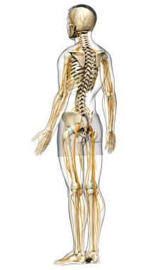 3D, sinir sistemi ve iskelet sisteminin tıbbi olarak doğru bir gösterimi.