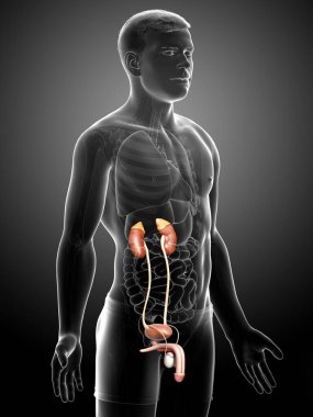 3D üretilmiş, böbreklerin tıbben doğru çizimi.