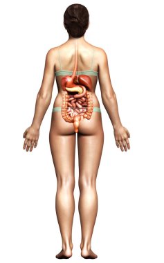 3D, kadınların sindirim sisteminin tıbben doğru bir gösterimi.