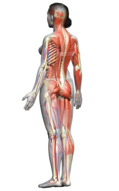 3D, tıbbi olarak kadın anatomisini doğruluyor.