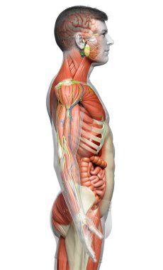 3D, tıbbi olarak erkek anatomisini doğruluyor.