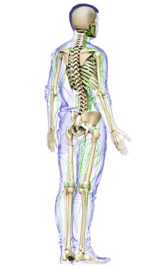 3D, erkek lenf sisteminin tıbben doğru bir çizimi.