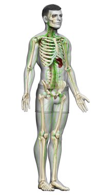 3D, erkek lenf sisteminin tıbben doğru bir çizimi.