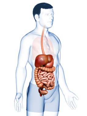 3D, erkek sindirim sisteminin tıbben doğru bir gösterimi.