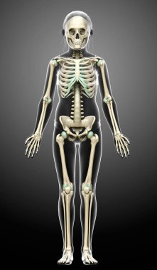 3 boyutlu, tıbbi olarak genç bir kızın iskelet sisteminin resmi.