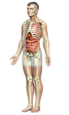 3D, erkek iç organlarının ve iskelet sisteminin tıbben doğru çizimi.