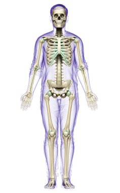 3D üretilmiş, tıbben doğru bir erkek iskelet sistemi.