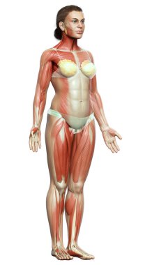 3D, kadın kas sisteminin tıbben doğru bir göstergesi.