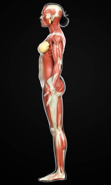 3D, kadın kas sisteminin tıbben doğru bir göstergesi.