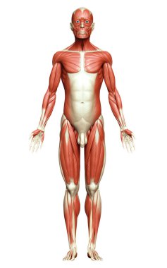 3D, erkek kas sisteminin tıbben doğru bir gösterimi.