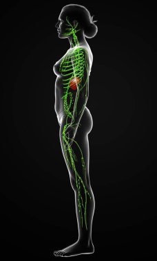 3D, tıbbi olarak bir kadın lenf sisteminin doğru bir çizimi.