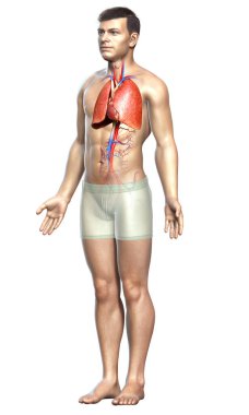 Erkek akciğer anatomisinin 3 boyutlu, tıbben doğru bir örneği.