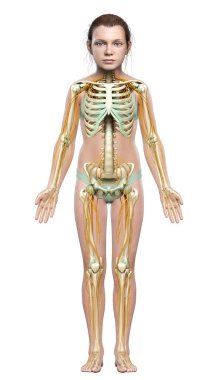 3D, genç bir kızın sinir sistemi ve iskelet sisteminin tıbben doğru bir gösterimi.