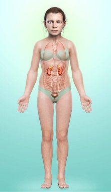 3 boyutlu, tıbbi olarak genç kızın böbrek anatomisini gösteriyor.
