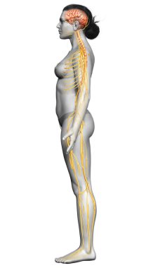 3D, tıbbi olarak bir kadın sinir sisteminin doğru bir örneği.
