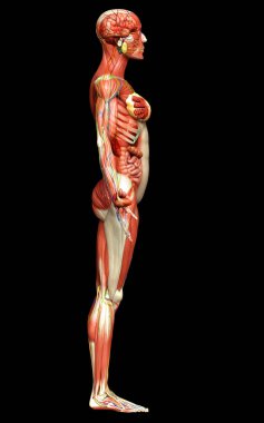 3D, tıbbi olarak kadın anatomisini doğruluyor.