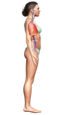 3 boyutlu, tıbbi olarak kadın akciğer anatomisini gösteriyor.