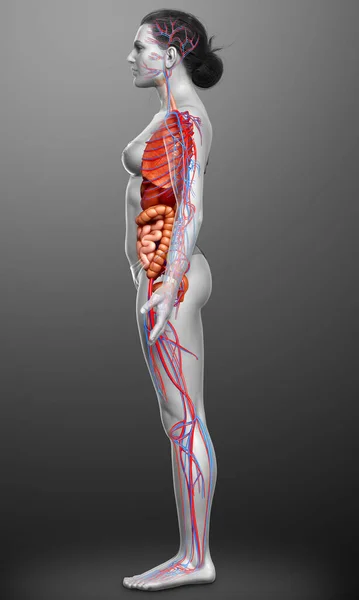 Gjorde Medicinskt Korrekt Illustration Det Kvinnliga Cirkulationssystemet Och Inre Organ — Stockfoto