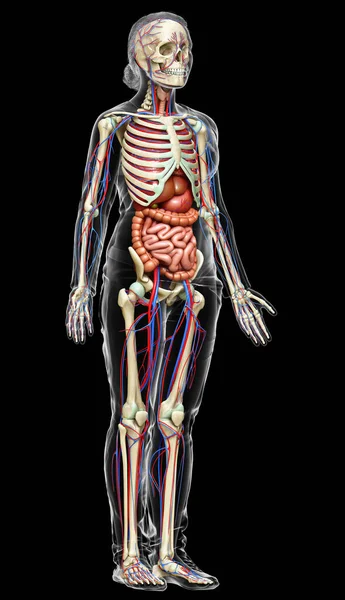 Medisch Nauwkeurige Illustratie Van Vrouwelijke Inwendige Organen Skelet Bloedsomloop — Stockfoto