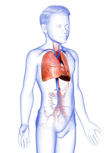 Återges Medicinskt Korrekt Illustration Ung Pojke Lunga Anatomi — Stockfoto