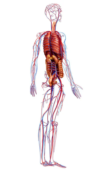Renderowane Medycznie Dokładne Zilustrowanie Żeńskich Narządów Wewnętrznych Układu Krążenia — Zdjęcie stockowe