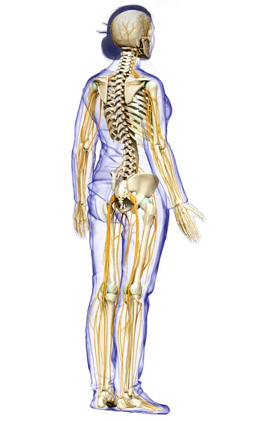3D对女性神经系统和骨骼系统进行了准确的医学描述 — 图库照片