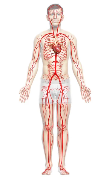 Gerenderte Medizinisch Korrekte Darstellung Männlicher Arterien — Stockfoto