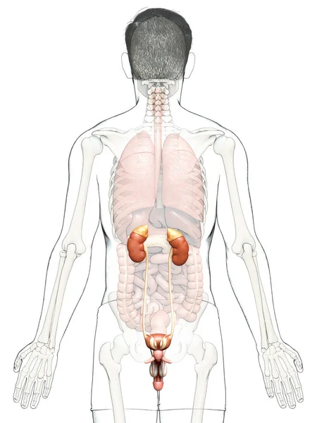 Utförd Medicinskt Korrekt Illustration Njurarna — Stockfoto