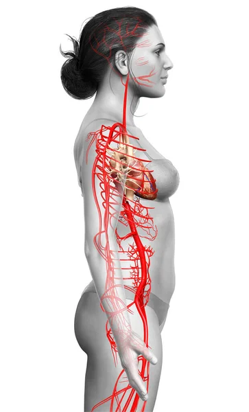 Rendered Medically Accurate Illustration Female Arteries — Stock Photo, Image