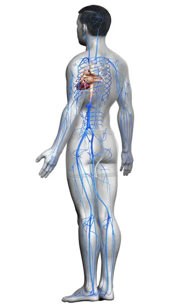 Renderizado Ilustração Medicamente Precisa Uma Anatomia Das Veias Masculinas — Fotografia de Stock