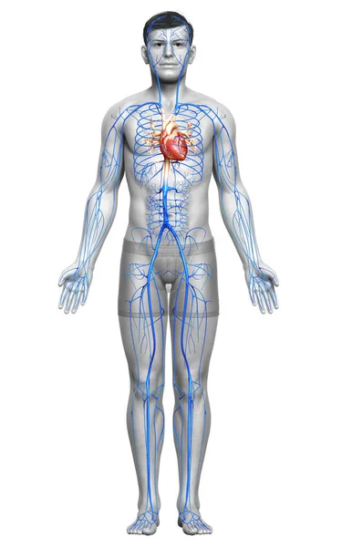 Renderizado Ilustração Medicamente Precisa Uma Anatomia Das Veias Masculinas — Fotografia de Stock