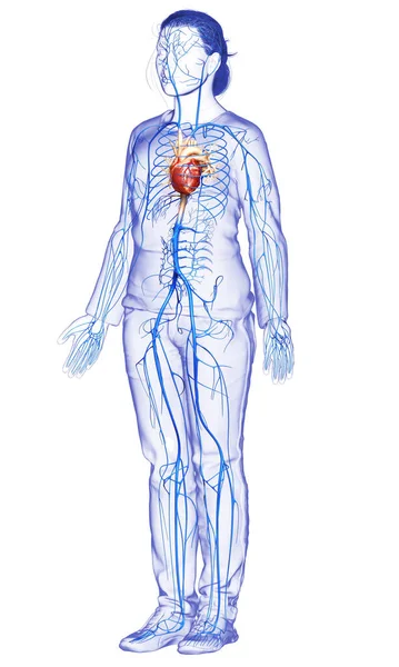 Gjorde Medicinskt Korrekt Illustration Kvinnlig Vener Anatomi — Stockfoto