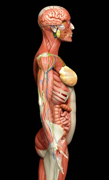 3D使女性解剖学的医学准确性 — 图库照片