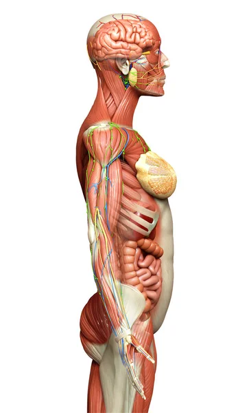 Renderizado Medicamente Preciso Anatomia Masculina — Fotografia de Stock