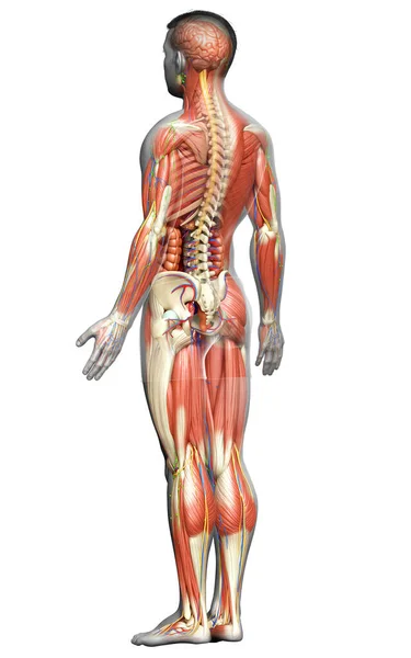 Wykonane Medycznie Dokładne Męskiej Anatomii — Zdjęcie stockowe