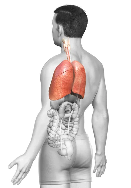 Rendered Medically Accurate Illustration Male Lung Anatomy — Stock Photo, Image