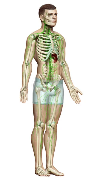 Тривимірна Медично Точна Ілюстрація Чоловічої Лімфатичної Системи — стокове фото