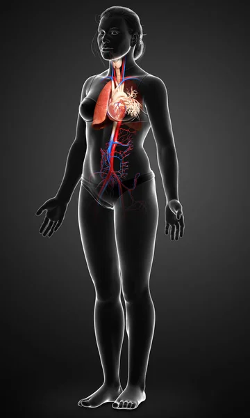 3Dレンダリングされた女性の肺の解剖学の医学的に正確なイラスト — ストック写真