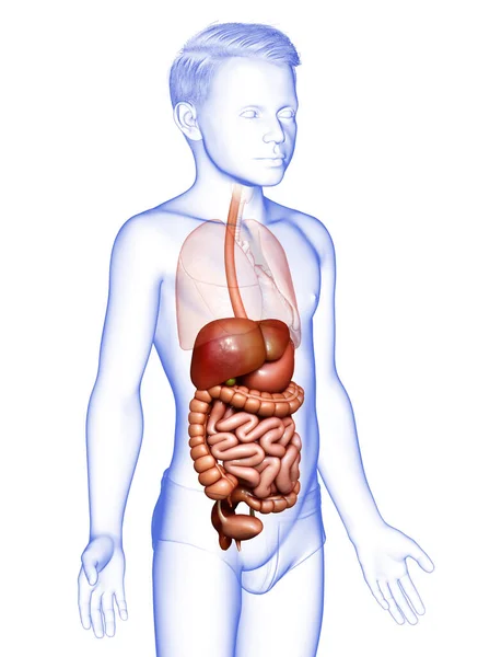 3D准确地描述了年幼男孩消化系统的医学特征 — 图库照片