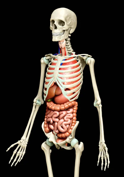 Återges Medicinskt Korrekt Illustration Inre Organ Och Skelett System — Stockfoto