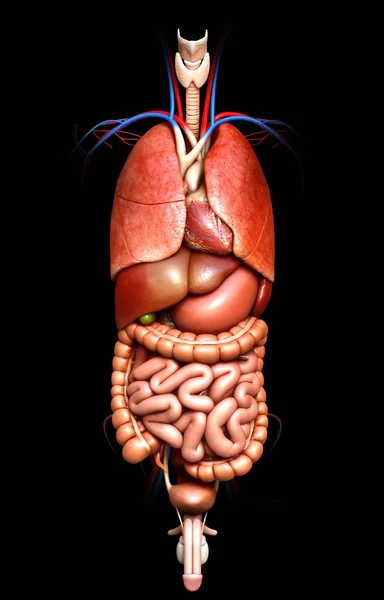 Medisch Nauwkeurige Illustratie Van Inwendige Organen — Stockfoto