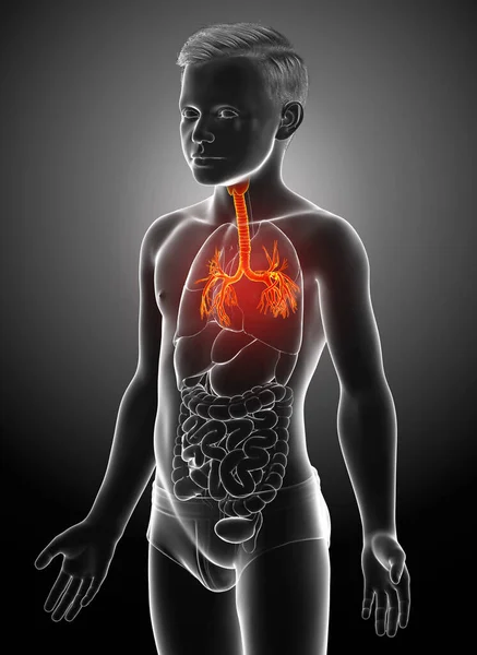 Illustration Larynx Trachea Bronchi Part Respiratory System — Stock Photo, Image
